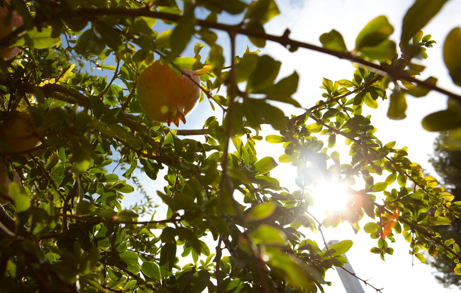 Garden photo by Interior Photographer, Lifestyle Photographer and Advertising Photographer in London