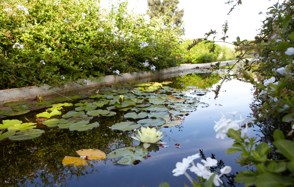 Lilly pond Garden Photograph by Interiors, Lifestyle, Photographer, Graham Atkins-Hughes, London