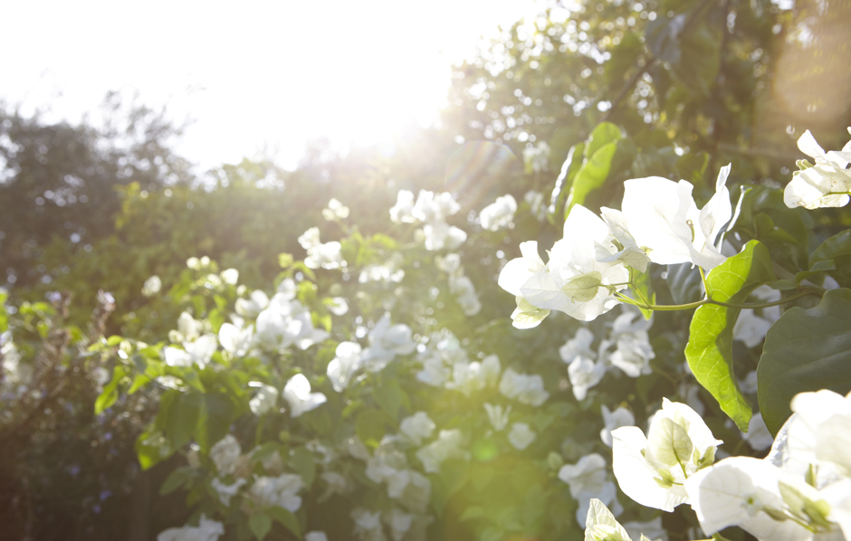 AutumnSun Portugal 2 White flowers in the sun Photographed by Graham Atkins-Hughes Interior Lifestyle Photographer London