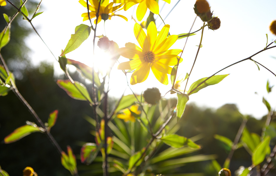 Yellow Flower 1 Photographed by Graham Atkins-Hughes Interiors Lifestyle Photographer London