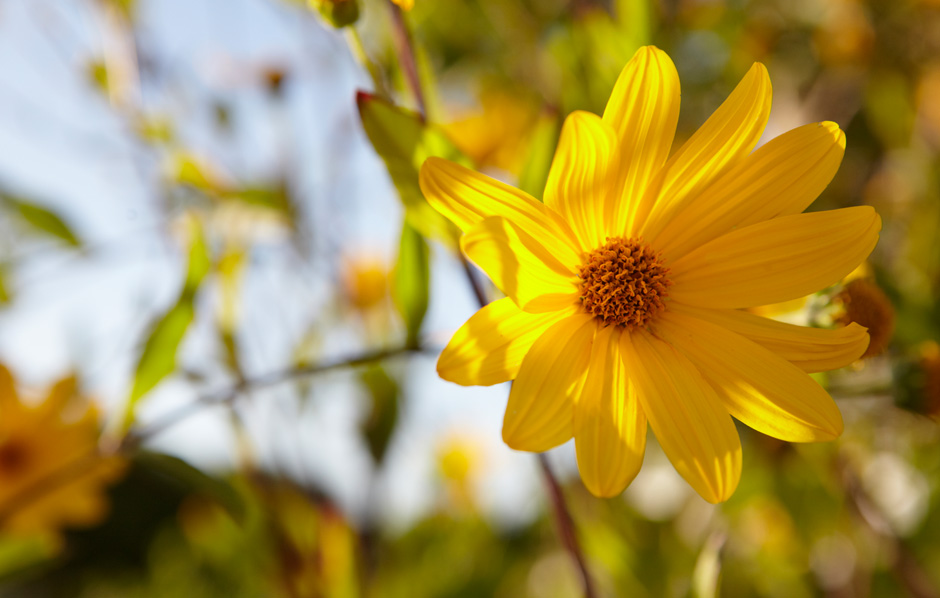 Yellow Flower 2 Photographed by Graham Atkins-Hughes Interiors Lifestyle Photographer London